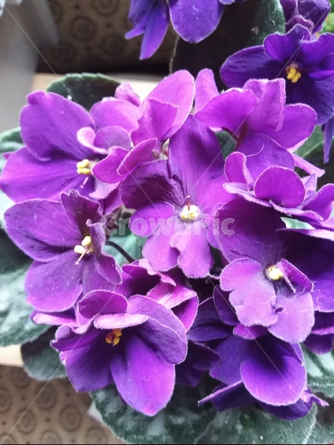 바이올렛,violet,bloom,purpleandyellow,flower,꽃