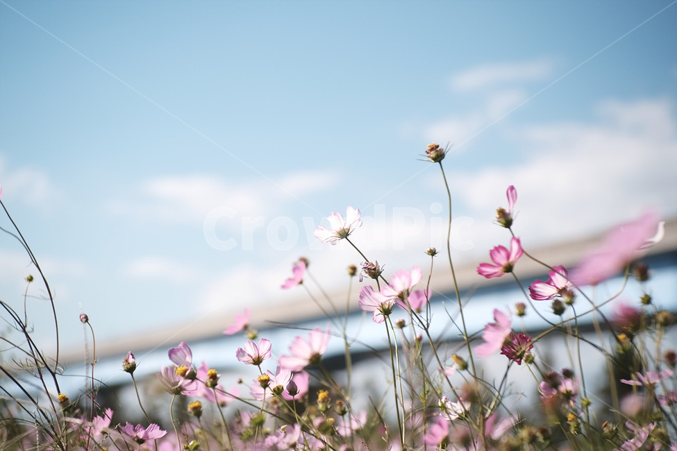 꽃,코스모스,핑크,자연,flower,cosmos,pink,nature,가을,계절,fall,autumn,season,식물,자연,plants,nature,꽃,flower,plant