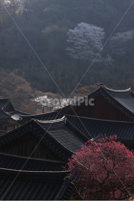 전남,구례,화엄사,흑매,매화꽃,사찰,각황전,4월,꽃,빛,봄,계절,spring,season,한국전통,한국문화,korean traditional,korean culture,종교,신앙,religion,belief,faith,건축물,건물외관,exterior,building,structure,architecture,construction,roof,지붕