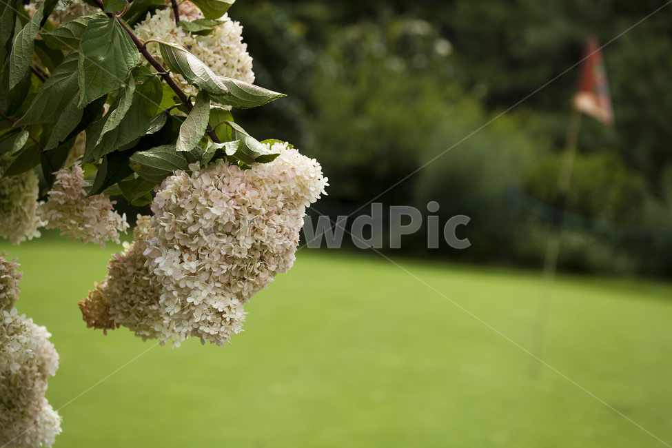 골프장,수국,녹색,잔디,식물,깃발,꽃,golf,flower,grass