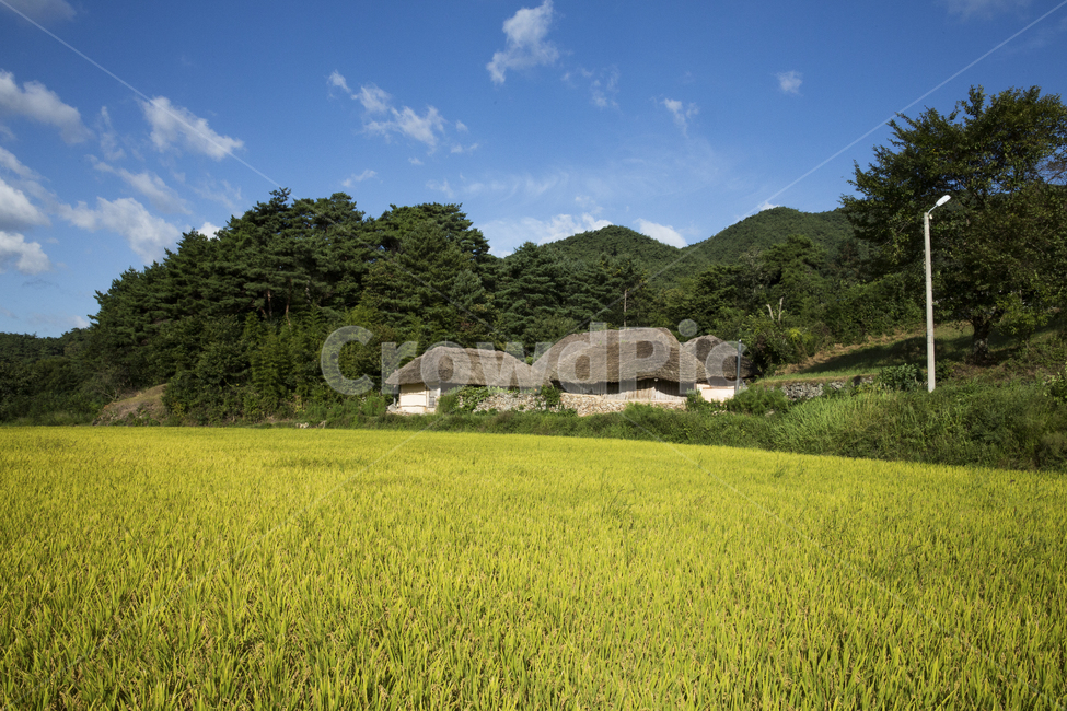 자연,풍경,집,한옥,초가집,민속문화재,제35호,참억새,새풀,샛집,왕골,민속,문화재,전라북도,하늘,구름,가을,푸른,푸른하늘,뭉게구름,산,시골,계절,들판,벼,오솔길,지붕,농촌,산촌,지리산,nature,landscape,house,hanok,thatchedhouse,folkculturalproperty,no35,pampasgrass,sacredgrass,homegarden,wanggol,folk,culturalproperty,jeollabukdo,sky,cloud,autumn,blue,bluesky,cloudycloud,mountain,countryside,seasonal,field,paddy,trail,roof,rural,mountainvillage,가을,계절,fall,autumn,season,자연,풍경,nature,landscape,시골,마을,country,rural,town,outdoors,옥외,grassland,목초지,들