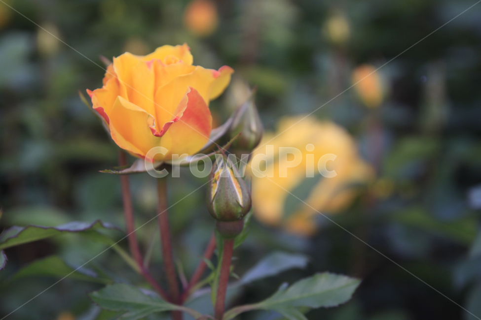 장미,장미꽃,장미배경,꽃,장미공원,장미축제,식물,자연,장미사진,plants,nature,flower,rose,식물,자연,plants,nature,꽃,flower