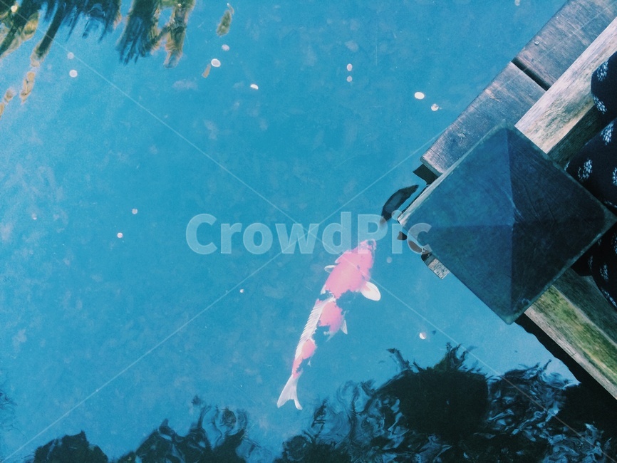 koi,물고기,코이,연못,물,청록색,터키색,만남,자연,풍경,다리,호수,잉어