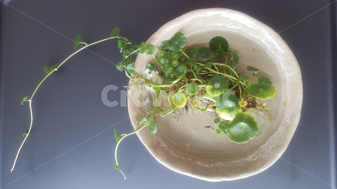 워터코인,수경재배,물동전,waterpennywort,water,도자기,도자기화분,식물,자연,plants,nature