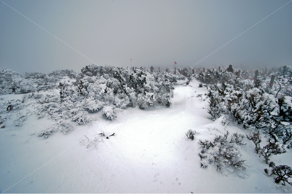 겨울산,한라산,설경,설산,한라산설경,겨울,안개,운무,겨울,계절,winter,season