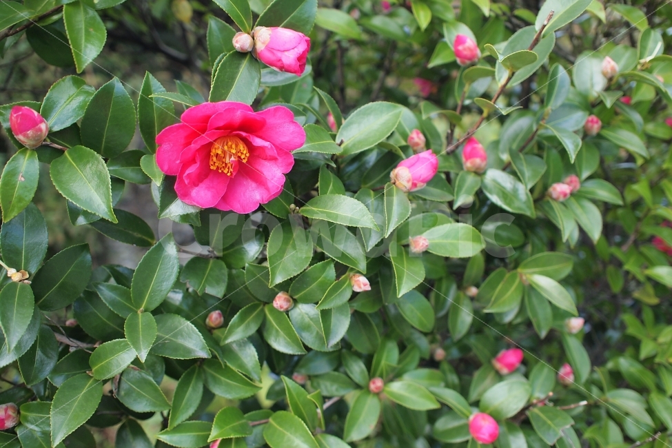 동백꽃,분홍,식물,꽃,겨울,제주,식물,자연,plants,nature,꽃,flower