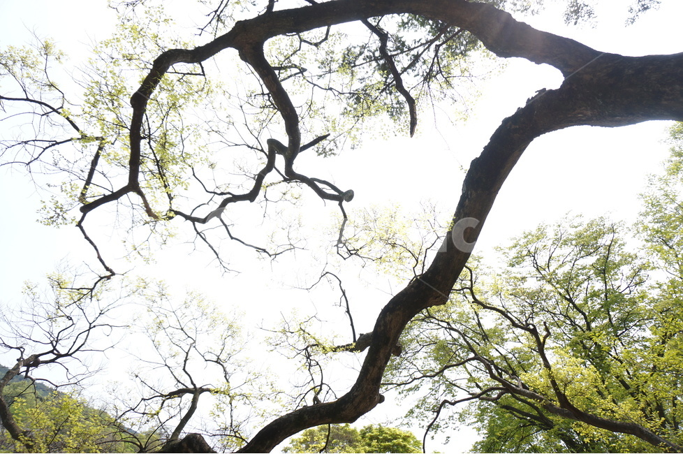 나무,괴이함,봄,나무가지,자연,식물,자연,plants,nature,나무,trees,wood
