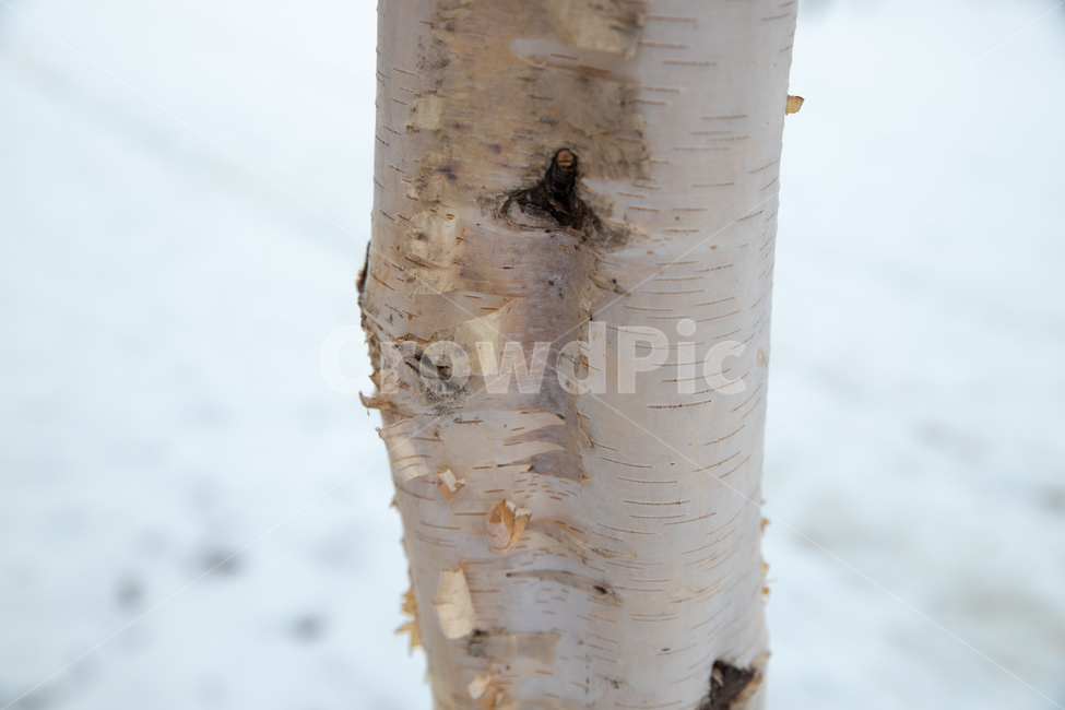 자작나무,나무,감성,tree,birch,느낌,겨울,계절,winter,season,식물,자연,plants,nature,나무,trees,wood