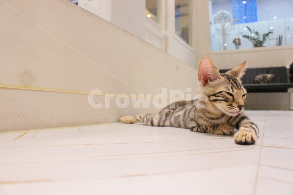 고양이,반려동물,애완동물,cat,animal