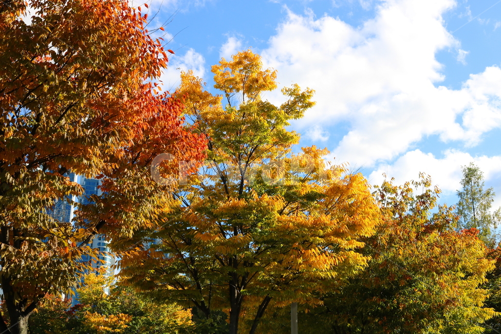 나무,단풍,식물,자연,풍경,가을,느티나무,하늘,가을,계절,fall,autumn,season,자연,풍경,nature,landscape,tree,plant,maple