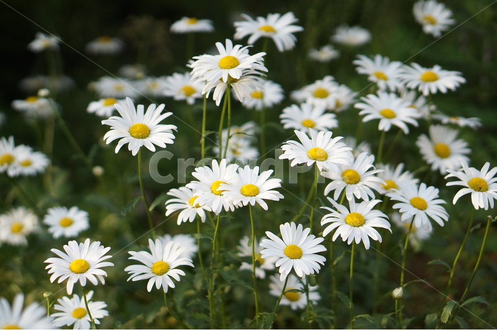 데이지,꽃,흰색,풍경,풀,평화,식물,자연,plants,nature,꽃,flower