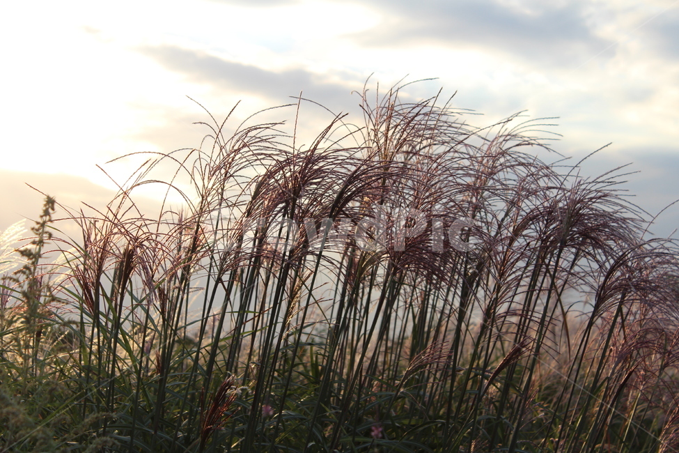 갈대,바람,가을,석양,쓸쓸,plant,식물,낭만,romance,가을,계절,fall,autumn,season,grass,잔디,lawn,reed
