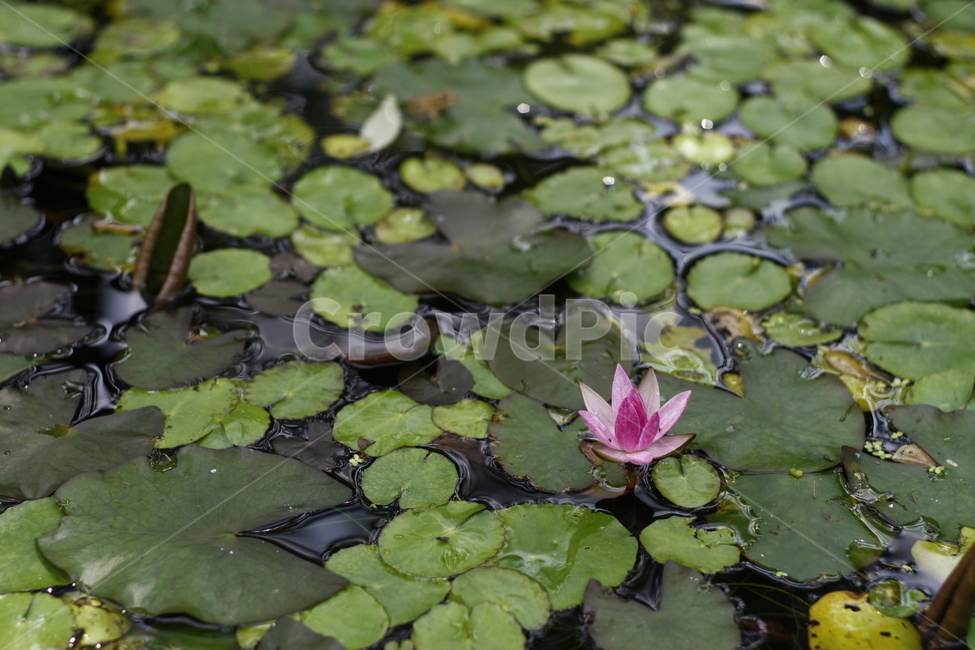 plant,식물,blossom,꽃,flower,연꽃,연못
