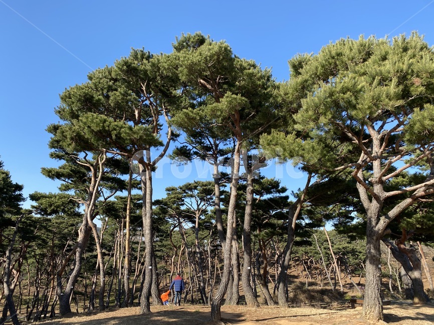 소나무,나무,plant,tree,식물