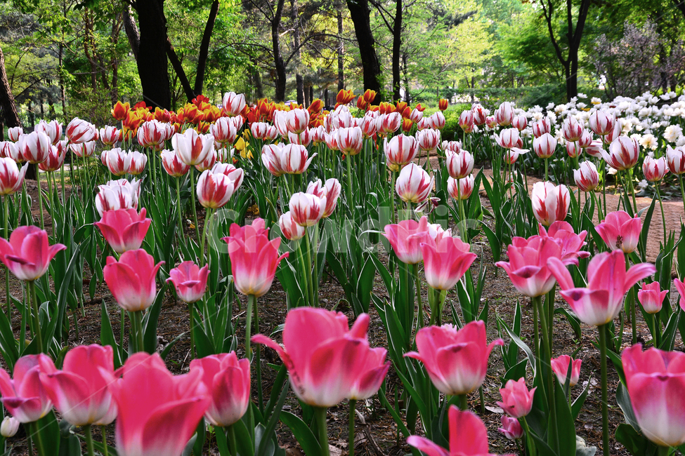 서울숲,튤립,봄꽃,tulip,봄이미지,봄날,spring,튤립축제,구근식물,flowers,식물,아름다운,공원,꽃축제,배경,바탕,beautiful,예쁜,화려한,화단,핑크색,연분홍색,꽃밭,정원,가든,garden,봄,계절,spring,season,식물,자연,plants,nature,꽃,flower,plant,blossom