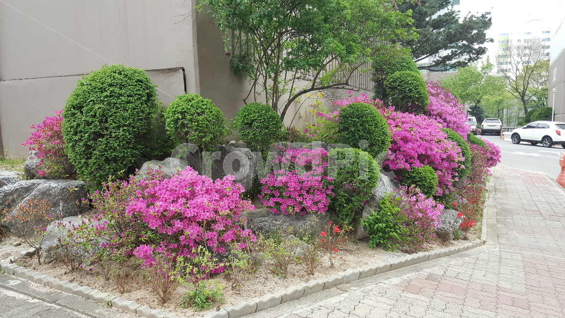 꽃,화단,식물,풍경,자연,식물,자연,plants,nature,꽃,flower