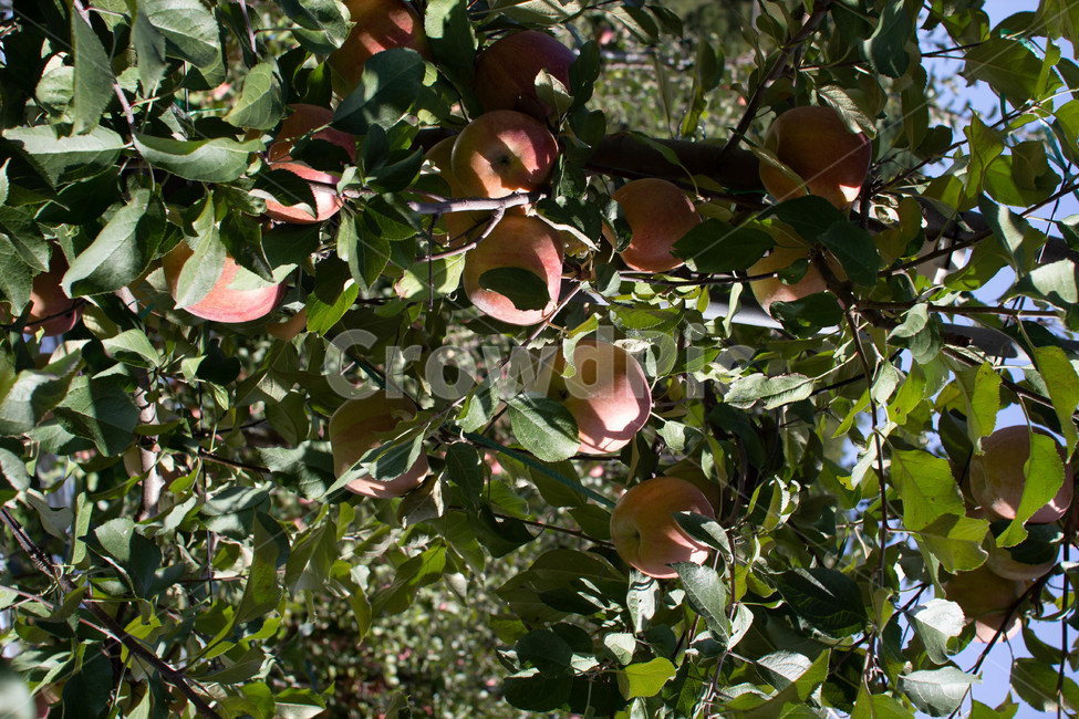 나뭇잎,가을,백그라운드,nature,자연,옥외,outdoors,planr,나무,식물,leaf,잎,사과,과일,fruit,과일,열매,fruit