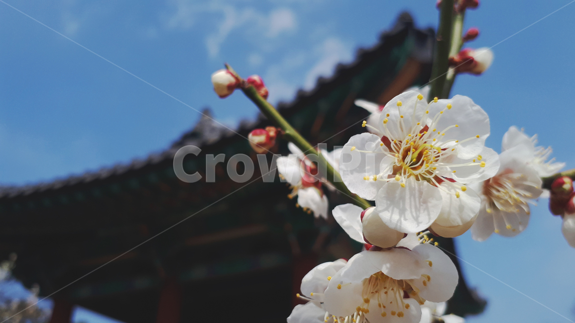 매화,꽃,plant,식물,봄,flower,blossom,식물,자연,plants,nature,꽃,flower