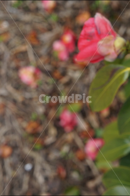 동백,동백꽃,제주,43,낙화,봄,제주도,제주풍경,봄,계절,spring,season,식물,자연,plants,nature,꽃,flower,plant