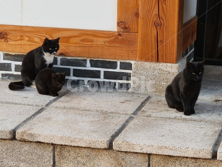 고양이,cat,pet,애완동물,animal,동물,mammal,포유류,한옥,검은,검은고양이,동물,animal,포유류,mammal,고양이,cat,kitten,kitty