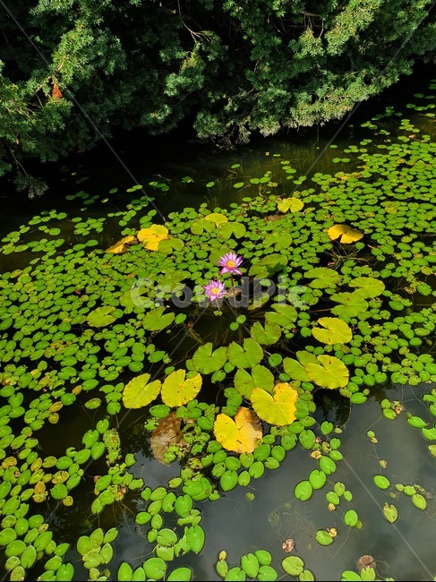 nature,자연,옥외,flower,식물,물,땅,water,꽃,백합,연못,가을,초록,식물,자연,plants,nature