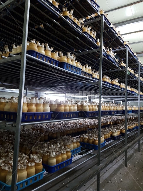 새송이버섯,버섯,성장과정,kingoystermushroom,mushroom,버섯,mushroom