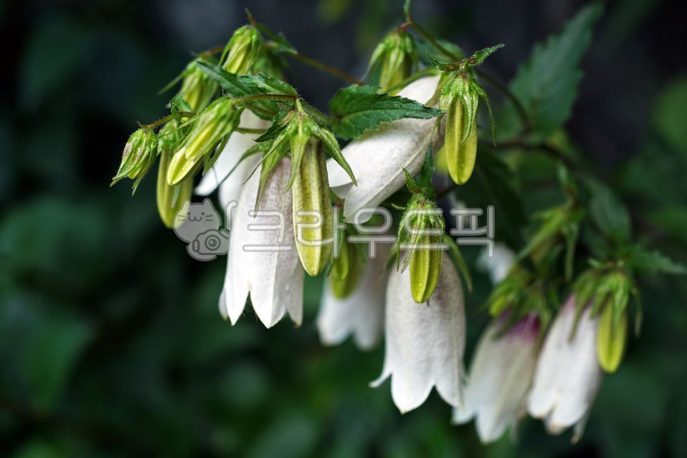 spottedbellflower,campanulaceae,Campanula Cherry Bell,Campanula,season,ornamental,summer,bellflower