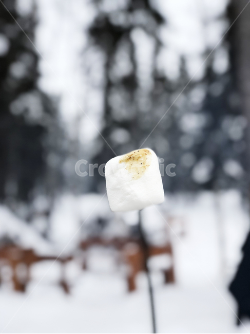 마시멜로,cold,canada,dogsledge,freezing,marshmallow,구이,자연,눈,outdoor,confectionery,과자,sweets,음식,food,white,winter,tour,stick,yellowknife