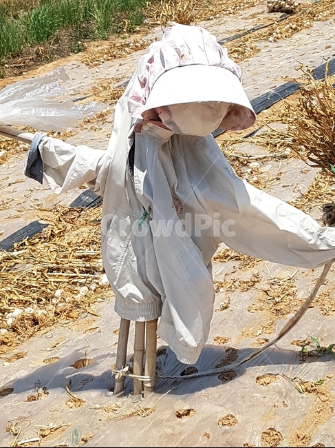 허수아비,농업,경계용,곡모신,밭,산업,industry,industrial,농업,농사,agriculture,farming,farming industry