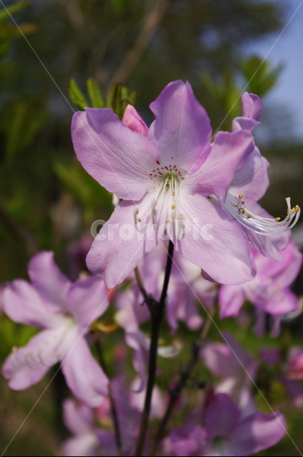 철쭉,꽃,flower,계절,봄,spring,식물,plant,자연,nature,식물,자연,plants,nature,꽃,flower
