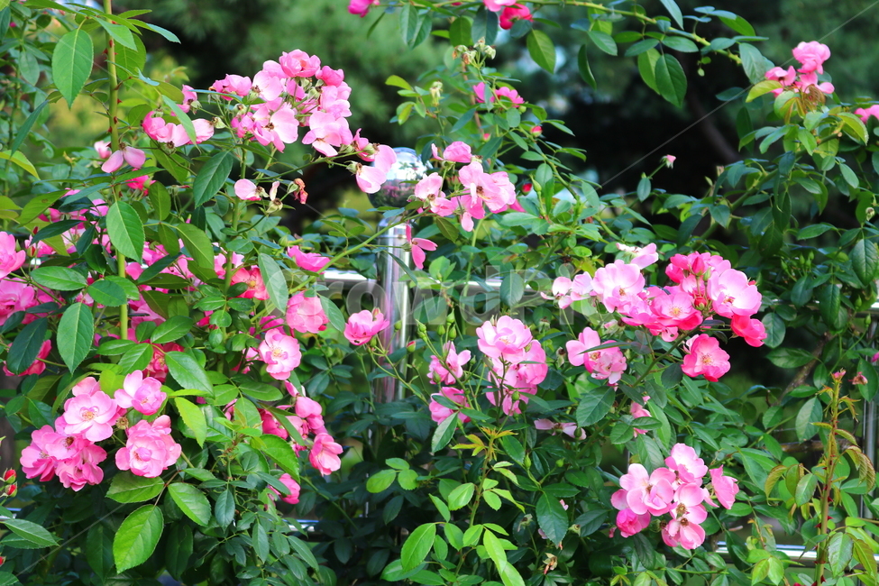 장미,장미꽃,꽃,식물,자연,분홍색장미,식물,자연,plants,nature,꽃,flower