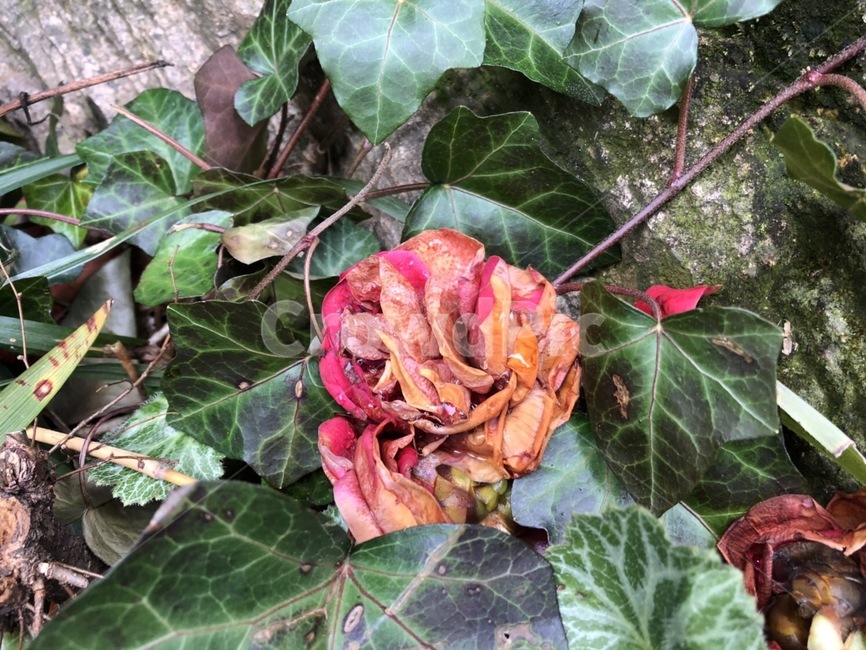 꽃,동백꽃,자연,flower,풍경