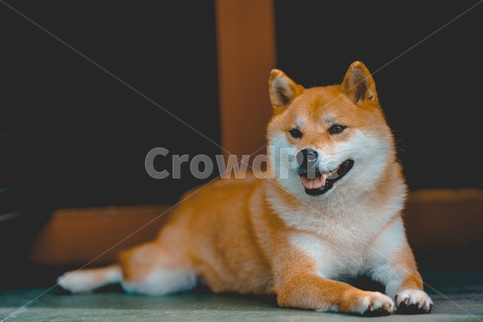 송곳니,animal,개,dog,포유류,동물,시바,시바이누,시바견,동물,animal,포유류,mammal,개,강아지,dog,doggy