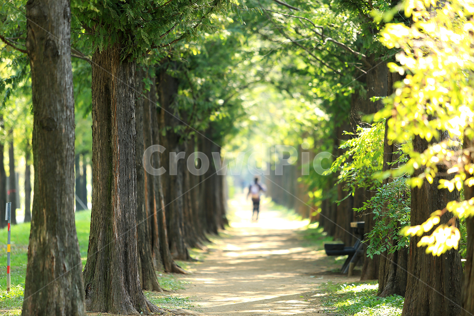 길,메타세콰이어,숲길,산책,road,tree,forest,자연,풍경,nature,landscape,식물,plants,나무,trees,wood