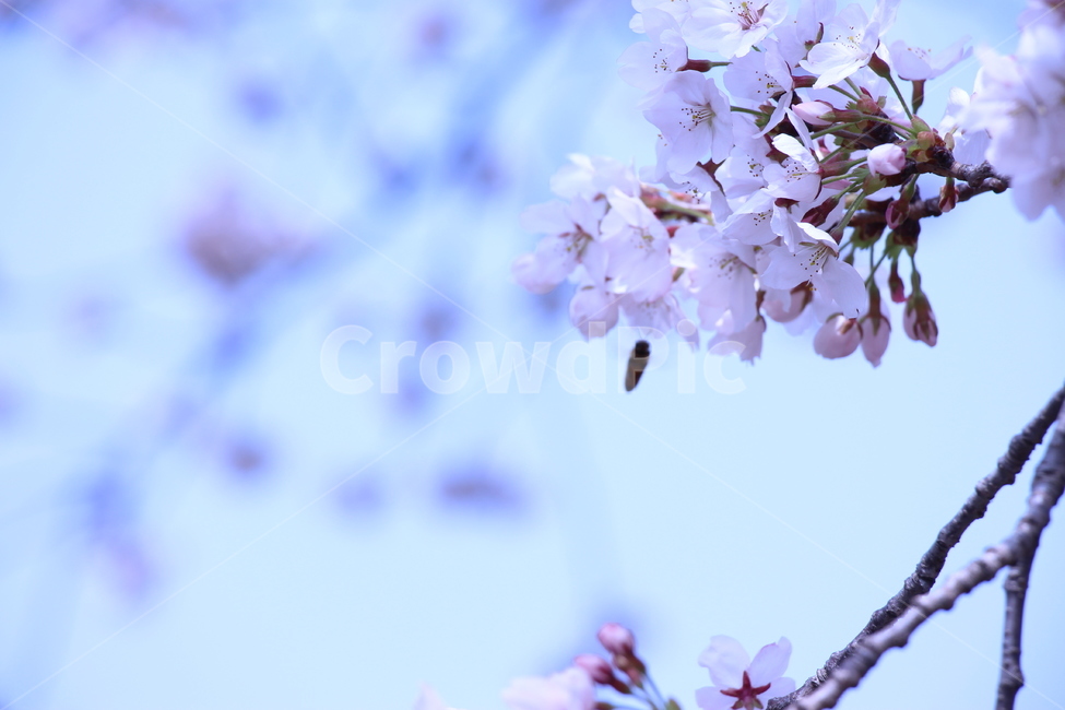 벚꽃,봄,자연,꿀벌,하늘,경치,꽃봉오리,벚꽃나무,햇살,나무,나뭇가지,cherryblossom,spring,nature,honeybee,sky,landscape,bud,cherryblossomstree,daylight,tree,twig