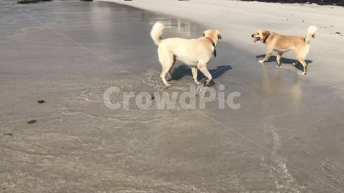 개,dog,puppy,파도,강아지,바다,모래사장,리트리버,진돗개