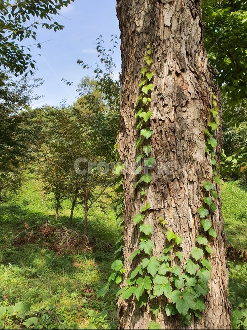 자연,나무,식물,가을,줄기,식물,자연,plants,nature