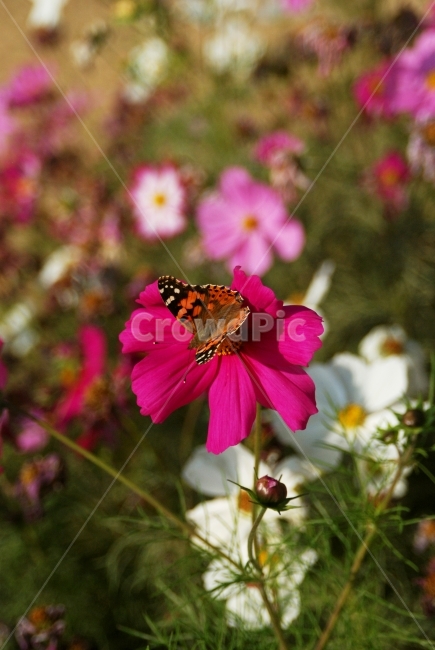 자연,나비,flower,butterfly,곤충,insect,bug,pink,식물,꽃,코스모스,cosmos,사물,감성,색감,환경,질감,동물,분위기,가을,계절,fall,autumn,season,식물,자연,plants,nature,꽃,flower,동물,animal,곤충,벌레,insect,bug,감성,sensible,feeling,blossom,geranium,제라늄,plant