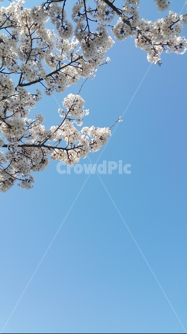 봄,벚꽃,분홍색,꽃,왕벚꽃,벚나무,하늘,봄,계절,spring,season,plant,식물