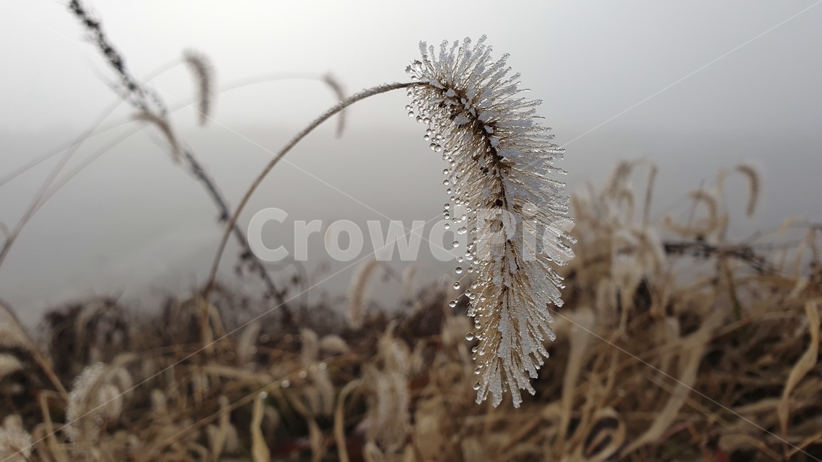 서리꽃,강아지풀,서리,상고대,물방울,얼음,안개,frdst,afoxtail,ice,waterdrop,서리꽃풍경,겨울