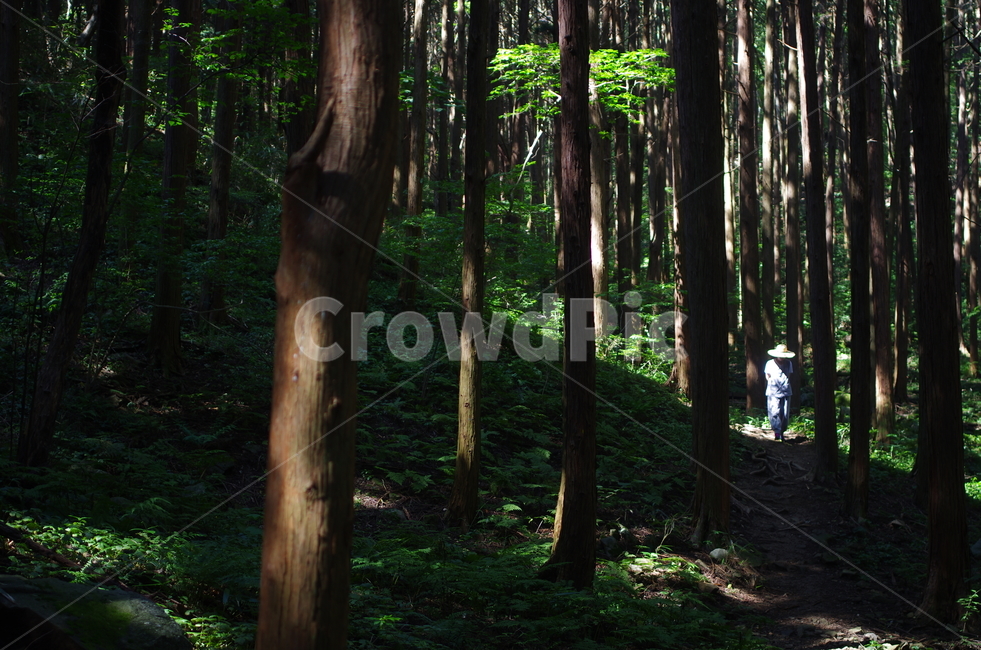 절,새벽,산책,측백나무숲,선암사,자연,풍경,nature,landscape,한국자연풍경,한국자연경관,korea nature landscape,사람,인물,인간,human,person,휴식,힐링,rest,relaxation,healing,plant,식물,tree,나무,tree trunk,나무 줄기