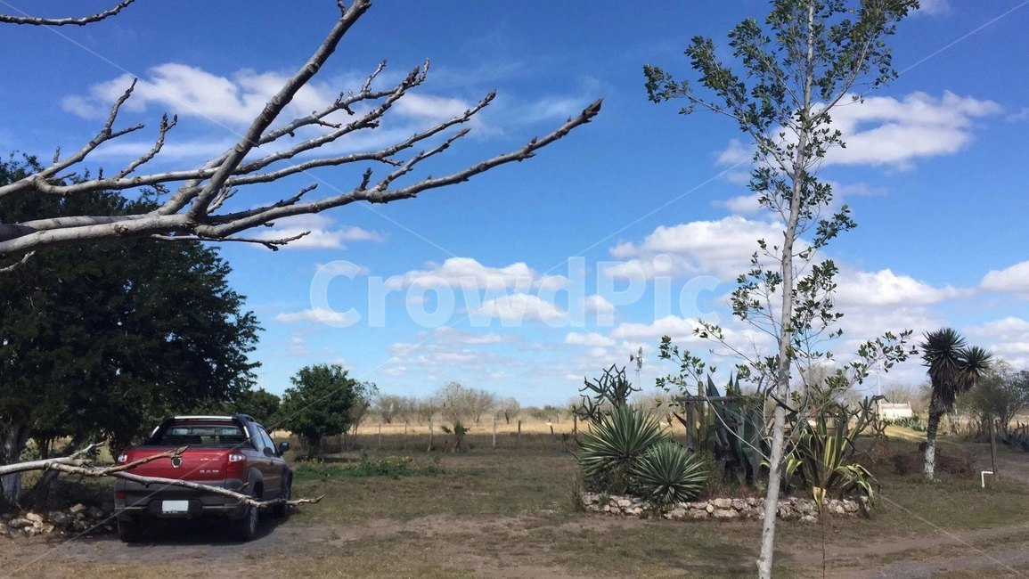 plant,식물,automobile,자동차,vehicle,차량,transportation,교통,car,차,농장,farm,하늘,sky,구름,cloud