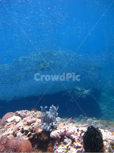 underwate,수중,underthesea,바닷속,nature,자연,sealife,해양생물,underwatercreature,수중생물,reef,암초,dive,scubadiving