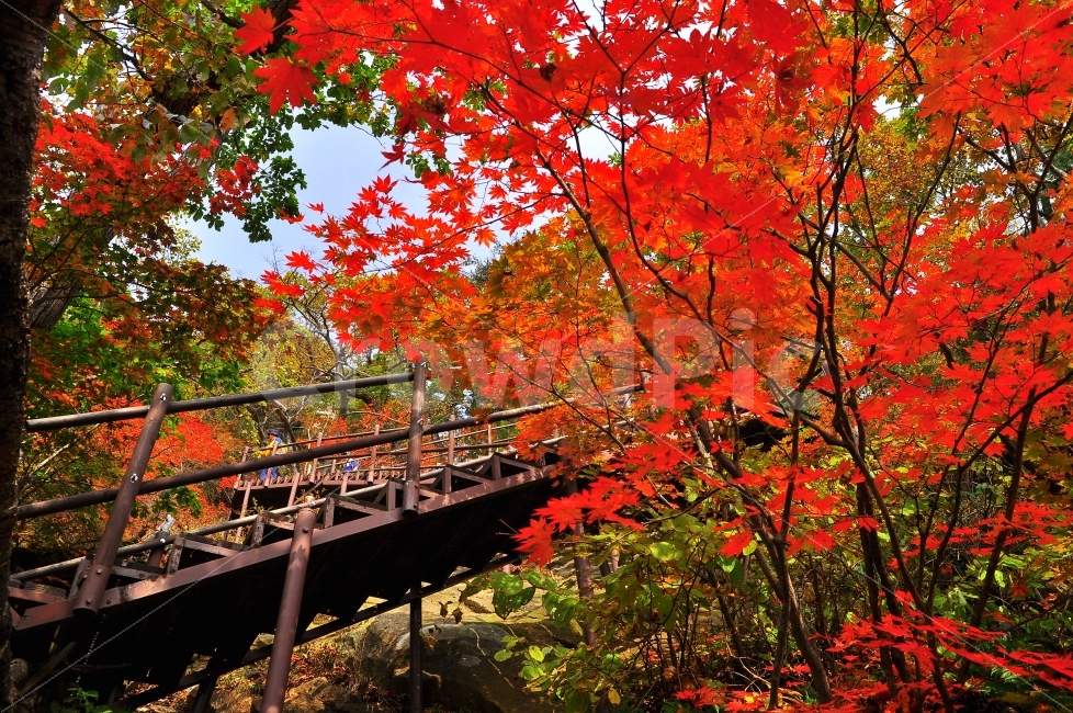 가을,설악산,국립공원,단풍,시즌,계절,단풍잎,leaf,season,maple,시안,디자인,디자이너,출판,편집,책자,서적,사보,카다로그,콘텐츠,리플렛,브로셔,모바일,팝업,전단,광고,색감,칼라풀,아름다운,뷰티풀,beautiful,sns,ebook,웹,마케팅,마켓팅,느낌,서정,나뭇,봉우리,능선,찬란한,화려한,mountain,autumn,fall,red,colorful,emotion,feeling,10월,그림같은,힐링,알록달록,울긋불긋,자연,식물,숲,산,명소,절경,산행,등산,관광,절정,빨강,노랑,초록,가을산,가을,계절,fall,autumn,season,자연,풍경,nature,landscape,한국자연풍경,한국자연경관,korea nature landscape,식물,plants,나무,trees,wood,잎,plant,tree