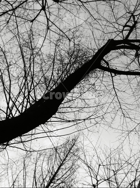 흑백,나무,하늘,겨울,강추위,둥지,겨울,계절,winter,season,식물,자연,plants,nature,나무,trees,wood,흑백,모노톤,monochrome,black and white