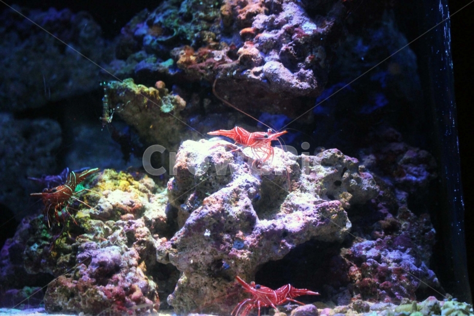 새우,바다,물,수족관,아쿠아리움,aquarium,동물,생물,갑각류,야생,야생동물