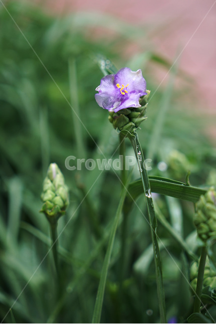 보라꽃,자주닭개비,자주달개비,5월의꽃,꽃,flower,blossom,식물,plant,보라색꽃,자주색꽃,양달개비,spiderwort