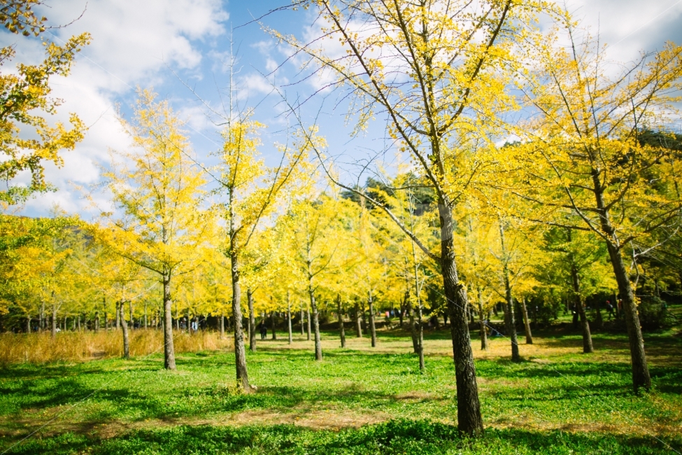 가을,은행나무,노란색,단풍,감성,가을,계절,fall,autumn,season,자연,풍경,nature,landscape,식물,plants,나무,trees,wood,휴식,힐링,rest,relaxation,healing,grass,잔디,plant,tree