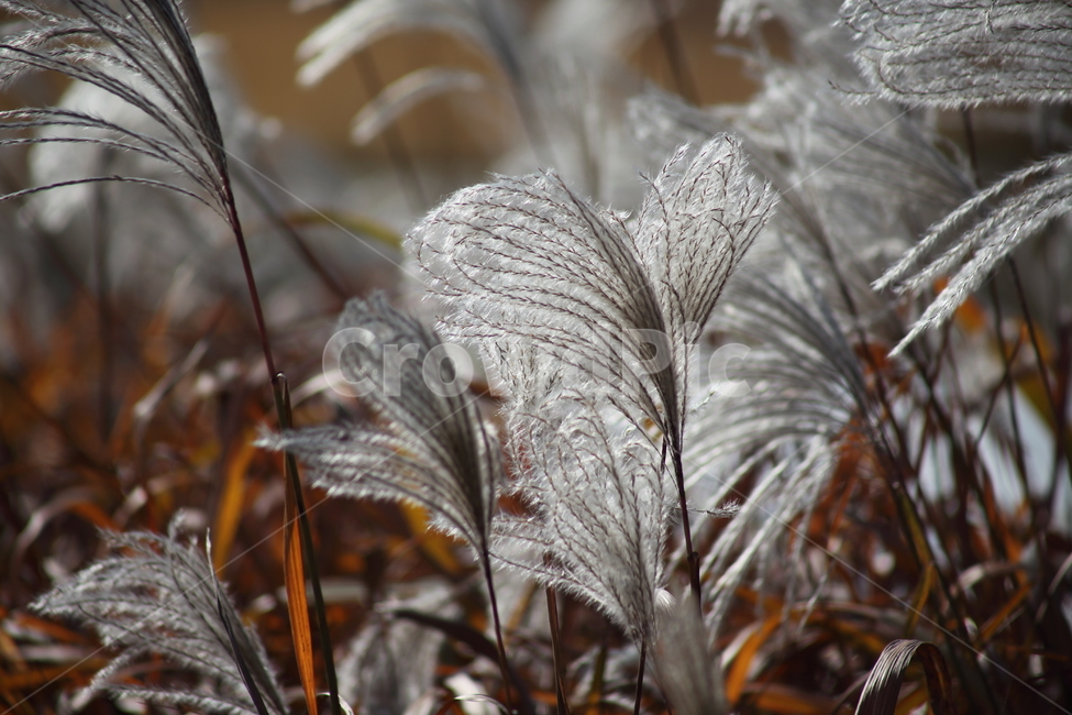 억새,꽃,식물,가을,flamegrass,가을,계절,fall,autumn,season,식물,자연,plants,nature,grass,잔디,plant