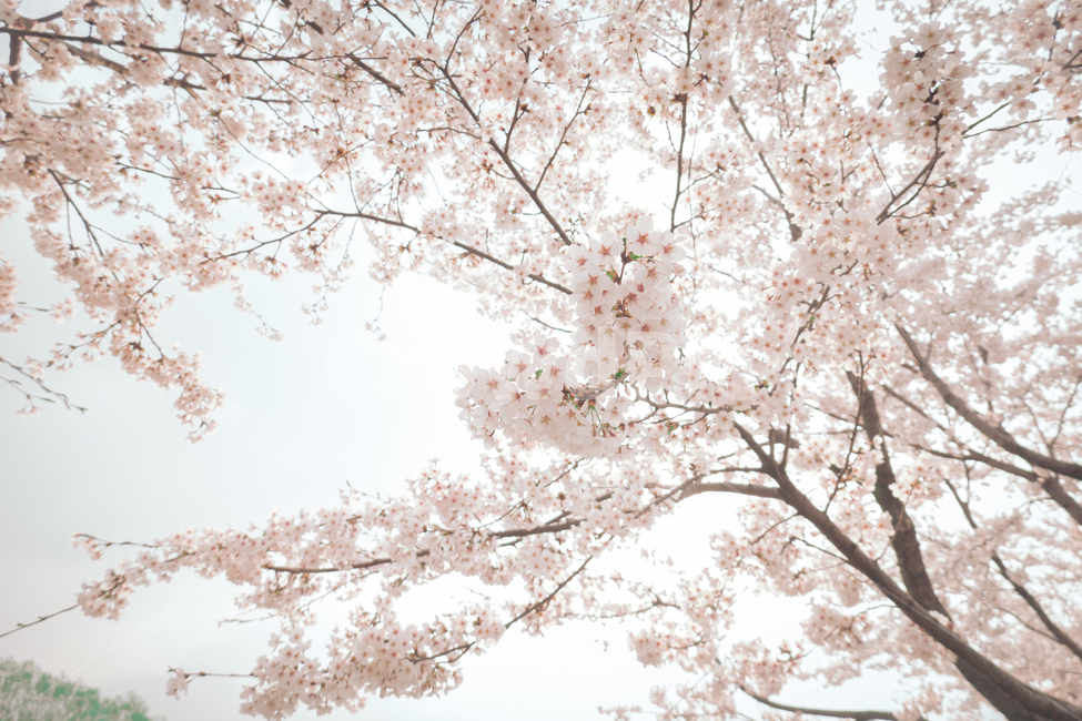 Cherry Blossom,blossom,cherryblossom,branch,flower,spring,spring flowers,cherry blossom tree,plant,sight,season